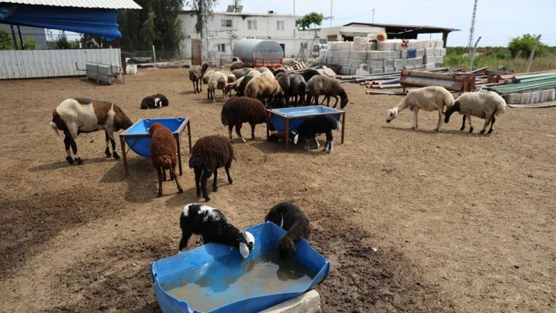 Akıl dışı olay! Meraya dökülen zehirli gıdalar onlarca koyunu telef etti