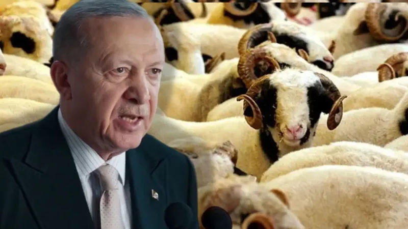 Erdoğan'ın Kurban Bağışı Şaşırttı! Fiyatı Dudak Uçuklattı