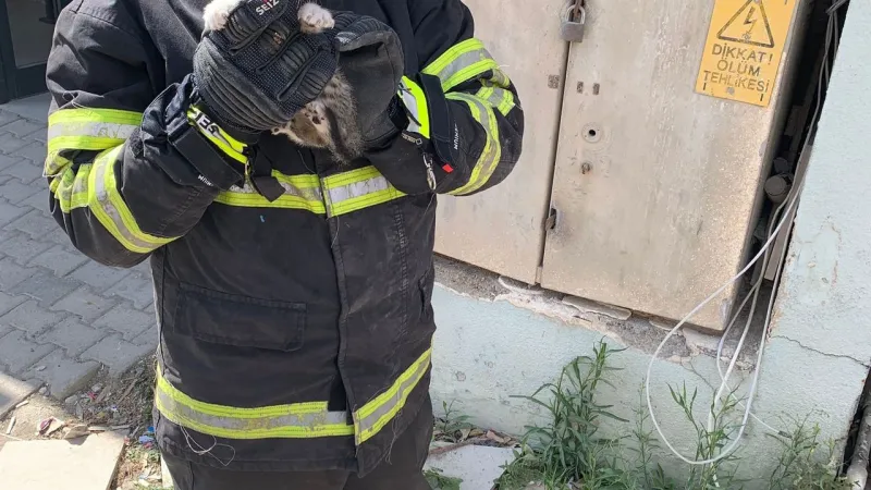 Duvar Arasında Bir Kedi Mahsur Kaldı