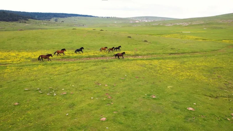 Kızılcahamam yaylalarının özgür ruhları: yılkı atları
