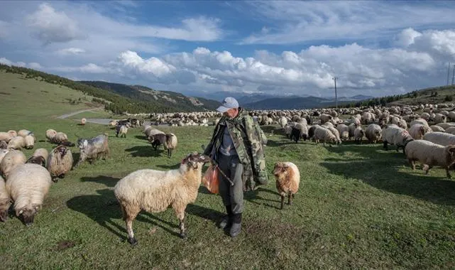Küçükbaş hayvan üreticilerine 3,9 milyar liralık destek ödemesi bugün yapılacak