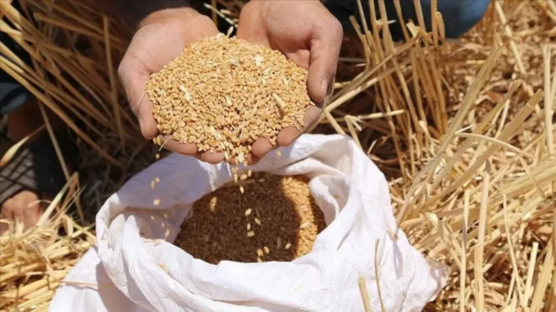 Buğday ve Arpa Alımı: İşte Tarih! Çiftçiler Dikkat!