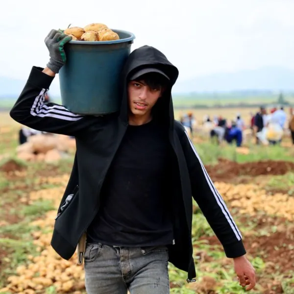 Adana'da Patates Hasadı Şoku! Kilosu Kaç TL'den Satılıyor?