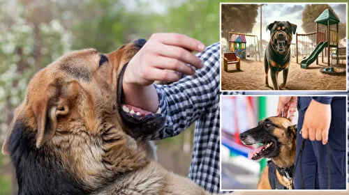 Köpek Saldırısı! Parkta Çocuk Dehşeti: Belediye Nerede?