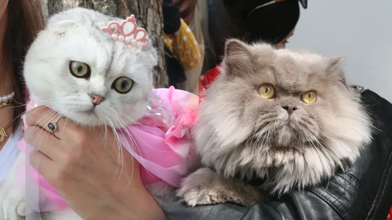 Tokat'ta Kedi Güzellik Yarışması: En Güzel Kedi Seçildi!
