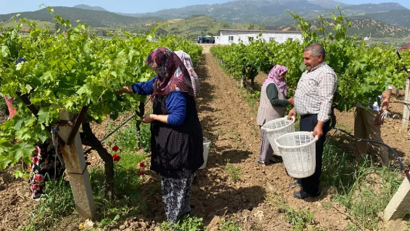Asma Yaprağıyla Ek Gelir! Üzüm Üreticisi Kazancını Katlıyor