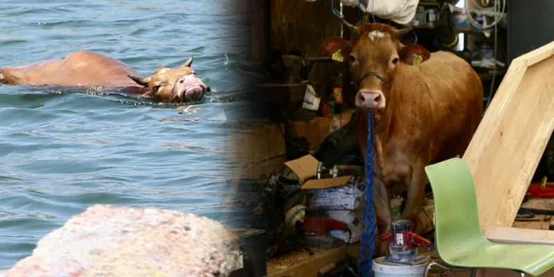 Denizde Kurbanlık Şoku! Kaçan Boğa Balıkçıları Şaşkına Çevirdi