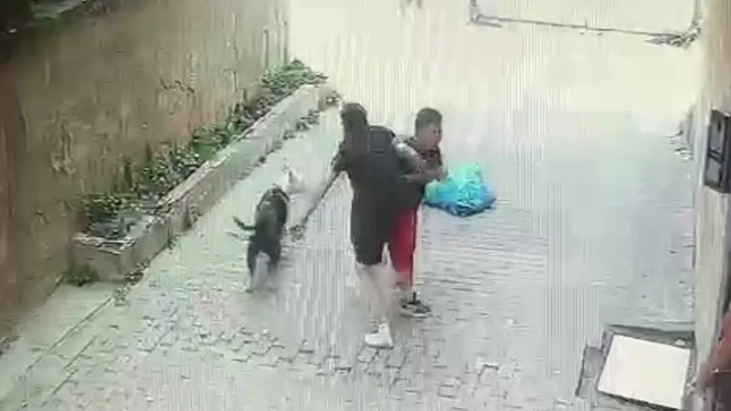 Pitbull cinsi köpek küçük çocuğa dehşeti yaşattı